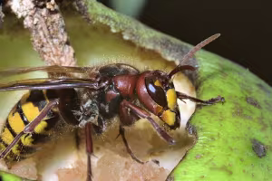 Macrophotographies