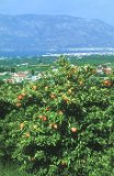 Orangers en fleur et fruits. Corinthe et Loutraki au fond