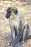 Singe vert