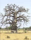 Le baobab, symbole du Sénégal