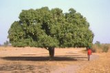 Un manguier, dont l'ombre dense est appréciée