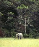 Eléphant en lisière de forêt