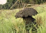 Une des innombrables termitières qui parsèment la savane