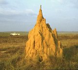 Type de termitière plus rare