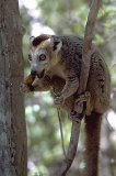 Lémur couronné