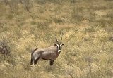 Oryx du Kalahari