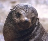 Otarie au Cap Cross (nord Namibie)