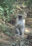 Jeune singe vervet au parc de Chobe (près des chutes Victoria)