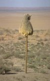 Paysage de Namibie, nid sur un poteau téléphonique