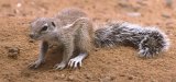Ecureuil (Spermophile) du Gemsbok Park (Kalahari)