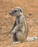 Ecureuil (Spermophile) du Gemsbok Park (Kalahari)