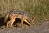 Chacal au Ngorongoro