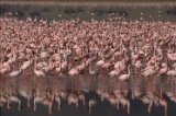 Flamants roses au Ngorongoro