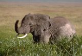 Eléphanteau au Ngorongoro