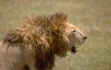 Vieux lion au Ngorongoro