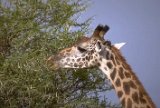 Girafe broutant un acacia