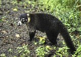 Le coati aime bien venir réclamer des friandises