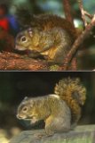 Les écureuils aussi