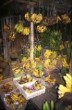 Etalage de bananes dans un petit marché