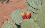 Figues de barbarie