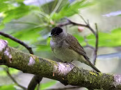 PAR_0278 Fauvette à tête noire