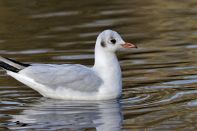 PARI7384 Mouette rieuse