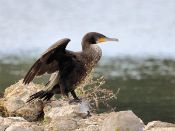 PAR_0207 Grand Cormoran