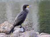 PAR_0214 Grand Cormoran