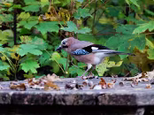 PAR_1277 Geai des chênes