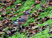 PAR_1284 Geai des chênes