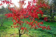 PAR_1336 Fusain (euonymus bungeanus)