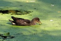 PAR_0044 Gallinule poule-d'eau immature