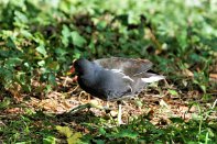 PAR_0049 Gallinule poule-d'eau