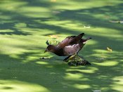 PAR_0068 Gallinule poule-d'eau