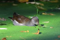 PAR_0299 Gallinule poule-d'eau