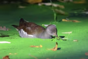 PAR_0299 Gallinule poule-d'eau
