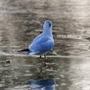 PAR_8405 Mouette rieuse