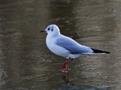 PAR_8407 Mouette rieuse