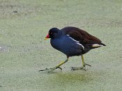 PAR_8420 Gallinule poule-d'eau