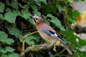 Parc Floral et Arboretum