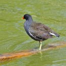 PAR_7280 Gallinule poule-d'eau