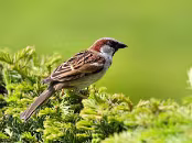 PAR_7287 Moineau domestique