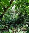PARI6974 Serres, forêt tropicale