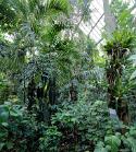 PARI6977 Serres, forêt tropicalev