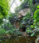 PARI6980 Serres, forêt tropicale