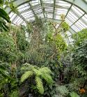 PARI6981 Serres, forêt tropicale