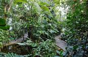 PARI6982 Serres, forêt tropicale