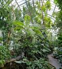 PARI6983 Serres, forêt tropicale
