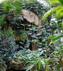 PARI6985a Serres, forêt tropicale