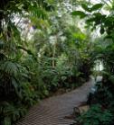 PARI6988a Serres, forêt tropicale